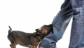 Ako odstaviť šteňa hryzenie rúk alebo nôh pomocou tréningu